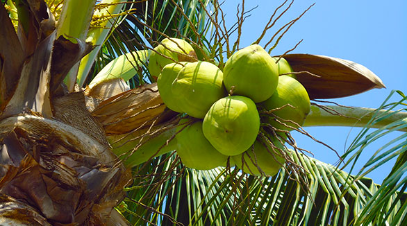 Coconut Mission