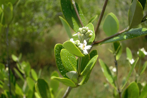 mangrove-salt